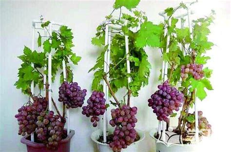 葡萄盆栽种植